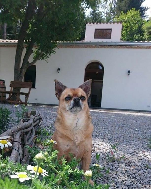 B&B I Frassini Castelbuono  Kültér fotó